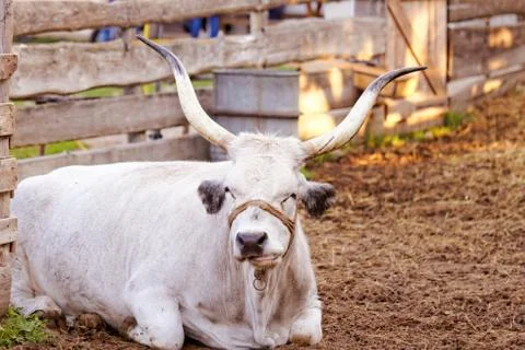 Hungarian grey cattle Stock Photos