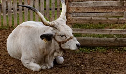 Hungarian grey cattle Stock Photos
