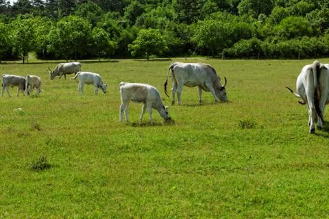 Hungarian grey cattle Stock Photos