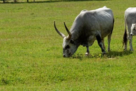 Hungarian grey cattle Stock Photos