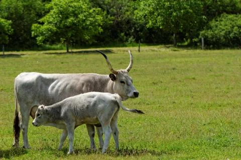 Hungarian grey cattle Stock Photos