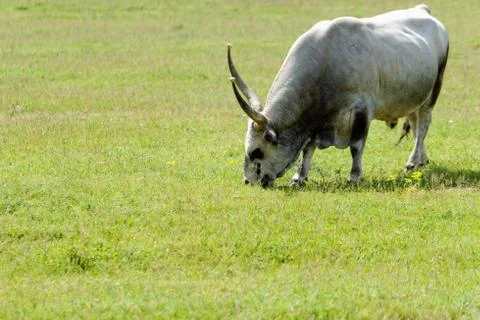 Hungarian grey cattle Stock Photos