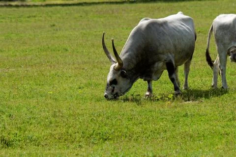 Hungarian grey cattle Stock Photos