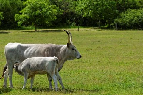 Hungarian grey cattle Stock Photos