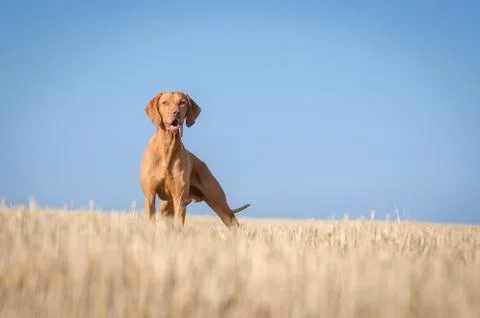 Hungarian hound hunter pointer vizsla dog in summer time in the field Stock Photos