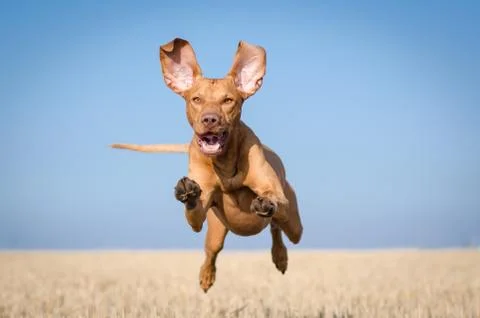 Hungarian hound hunter pointer vizsla dog in summer time in the field Stock Photos