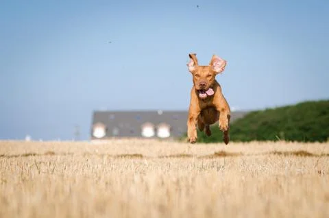 Hungarian hound hunter pointer vizsla dog in summer time in the field 库存照片