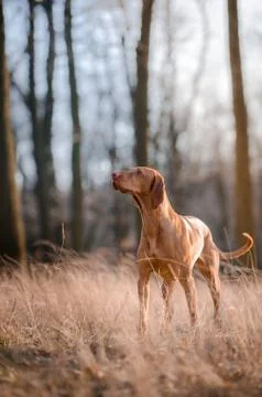 Hungarian hound pinter dog in the spring forrest Stock Photos