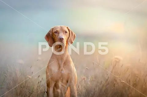 Hungarian hound pointer vizsla dog in autumn time in the field Stock Photos