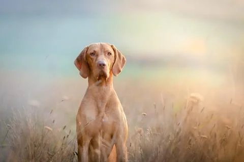 Hungarian hound pointer vizsla dog in autumn time in the field Stock Photos