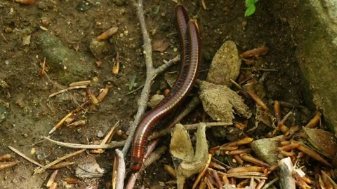 Hungarian Pachyiulus (Pachyiulus hungaricus) 스톡 동영상 263142605