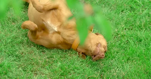 Hungarian pointer dog in the grass Stock Footage 130335446