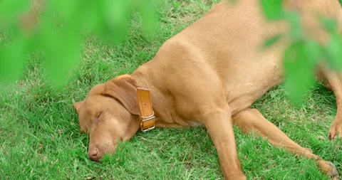 Hungarian pointer dog in the grass Stock Footage 130335449
