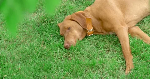 Hungarian pointer dog in the grass Stock Footage 130335458