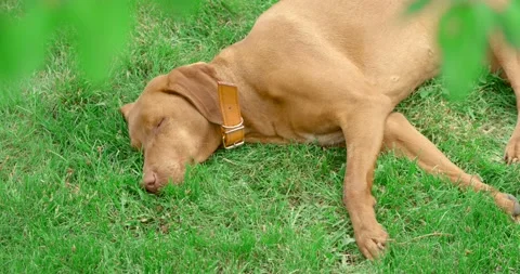 Hungarian pointer dog in the grass Stock Footage 130335692