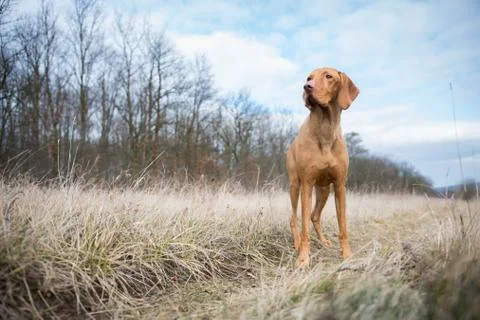 Hungarian pointer dog in winter field Stock Photos