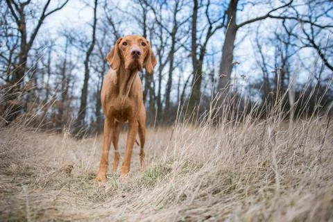 Hungarian pointer dog in winter field Stock Photos