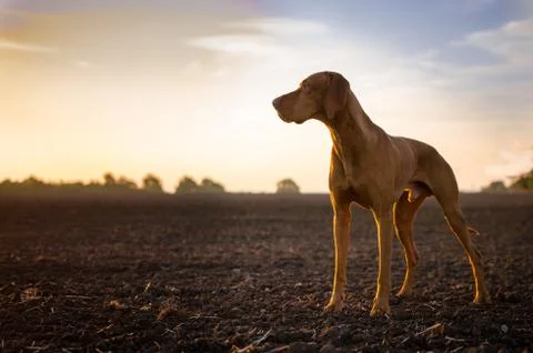 Hungarian pointer dog in winter time in field Stock Photos