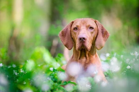 Hungarian pointer hound dog in the forrest Stock Photos