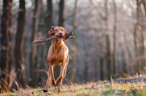 Hungarian pointer hound dog in the forrest Stock Photos