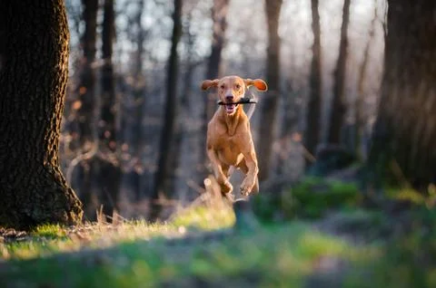 Hungarian pointer hound dog in the forrest Stock Photos