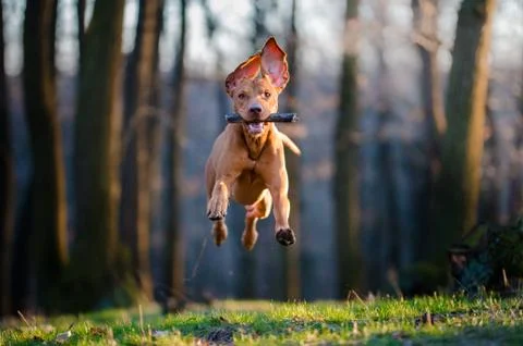Hungarian pointer hound dog in the forrest Stock Photos
