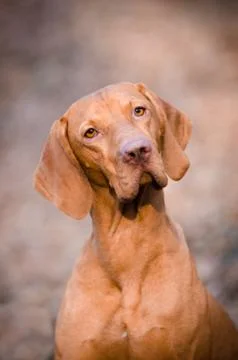 Hungarian pointer hound dog in the forrest Stock Photos