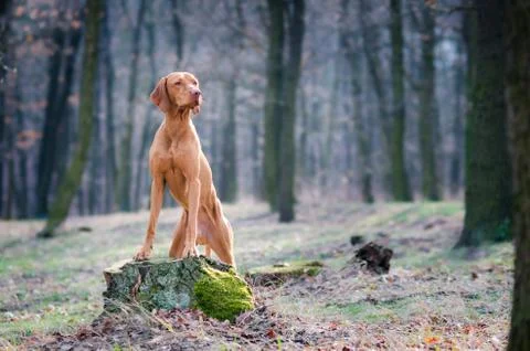 Hungarian pointer hound dog in the forrest Stock Photos