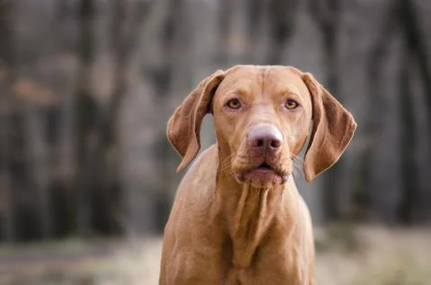 Hungarian pointer hound dog in the forrest Stock Photos