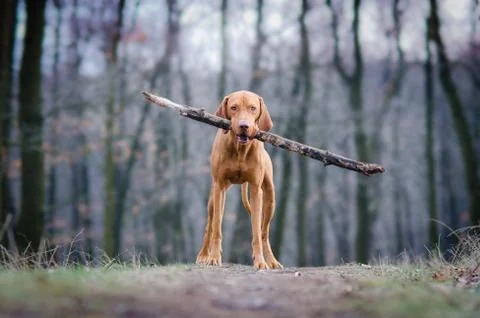 Hungarian pointer hound dog in the forrest Stock Photos