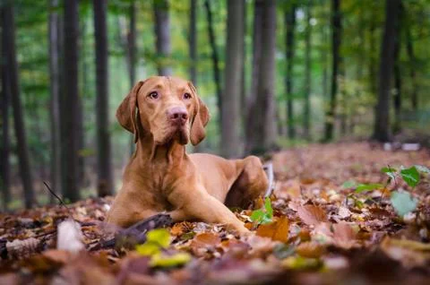 Hungarian pointer hound dog in the forrest Stock Photos
