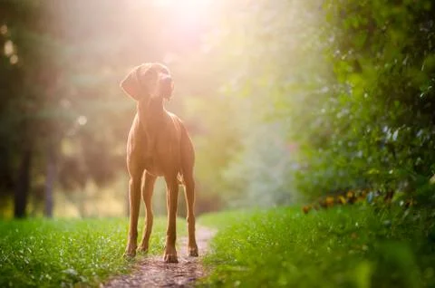 Hungarian pointer hound dog in the forrest Stock Photos