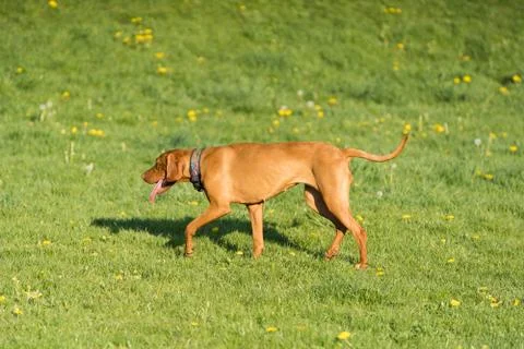 Hungarian Pointer is a thoroughbred bitch. Light brown and fairly short coat. Photos