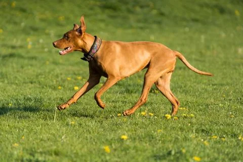 Hungarian Pointer is a thoroughbred bitch. Light brown and fairly short coat. 写真素材