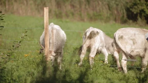 Hungarian steppe cattle graze Stock Footage 73169154