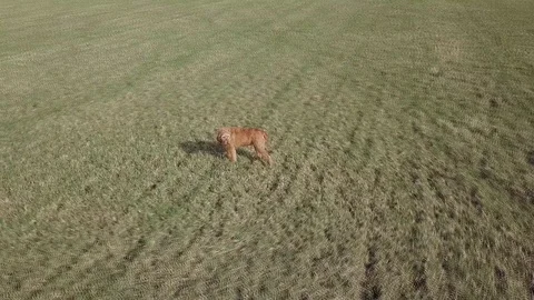 Hungarian viszla on empty green field, aerial Stock Footage 110948992