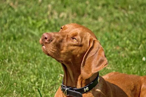  Hungarian vizsla, hungarian pointer posing III Hungarian viszla posing - ... Stock Photos