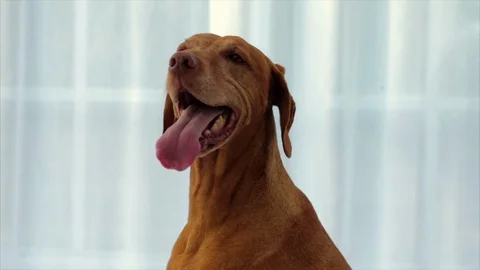 Hungarian Vizsla panting. 스톡 동영상 88404381