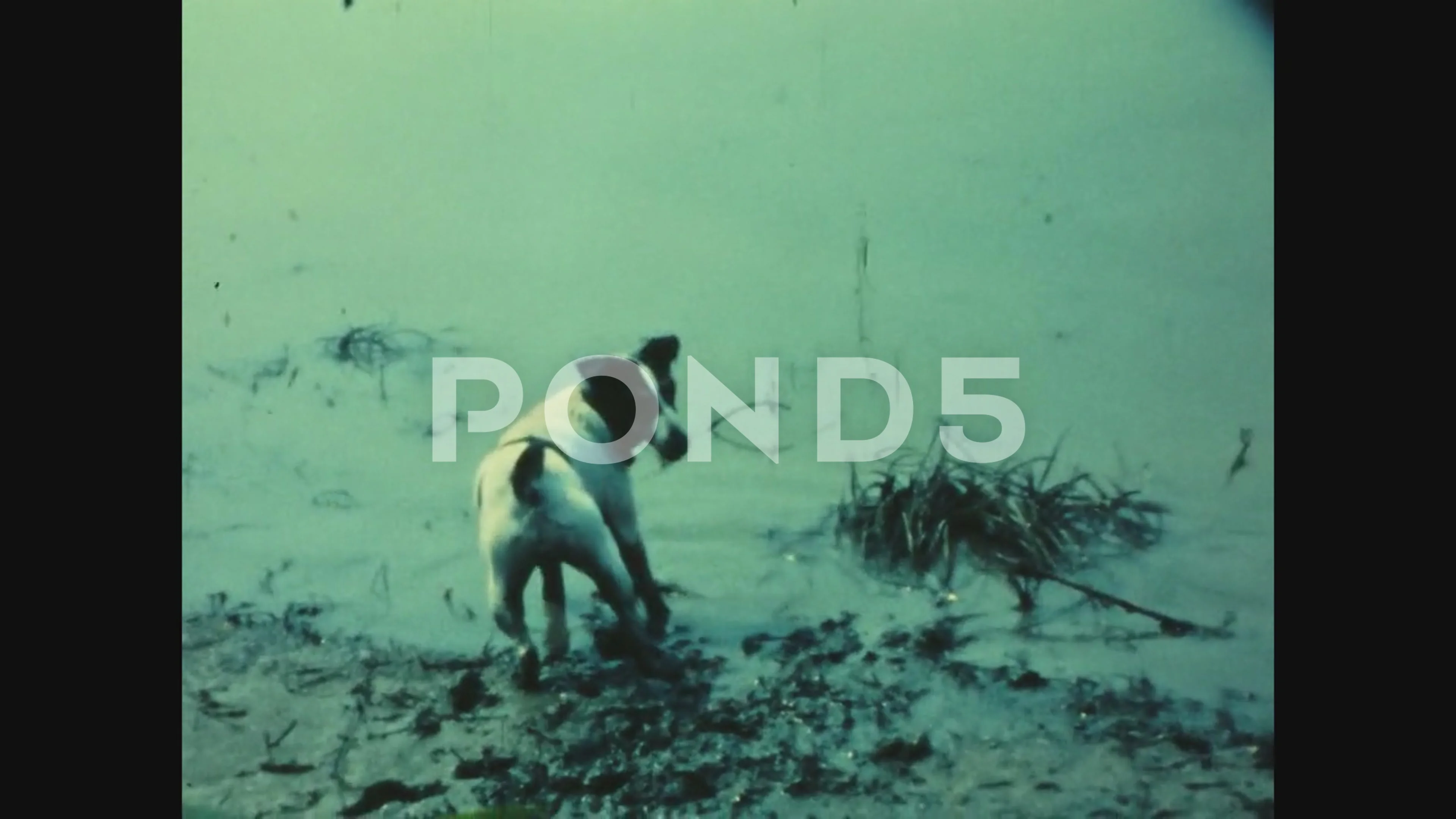 Hungary 1982, Dog plays in the