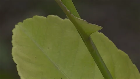 Hungary Caterpillar Stock Footage 178043191