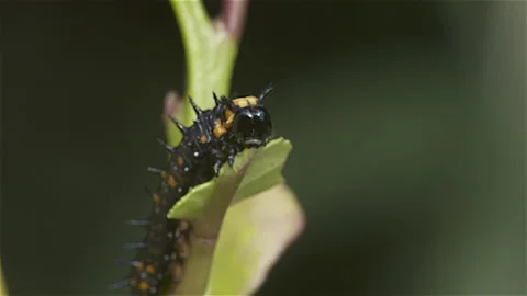 Hungary Caterpillar Stock Footage 178116530