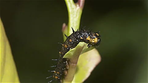Hungary Caterpillar Stock Footage 181465086