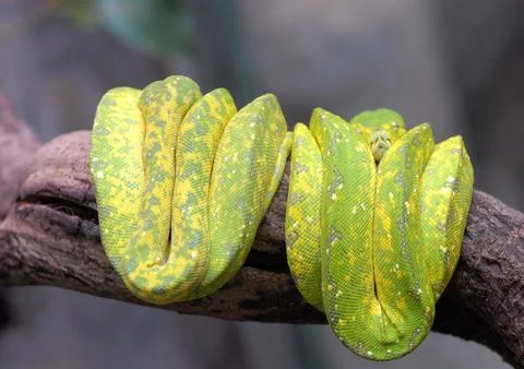 Hungary Green Tree Python - Jun 2009 Foto stock