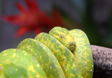 Hungary Green Tree Python - Jun 2009 Foto stock