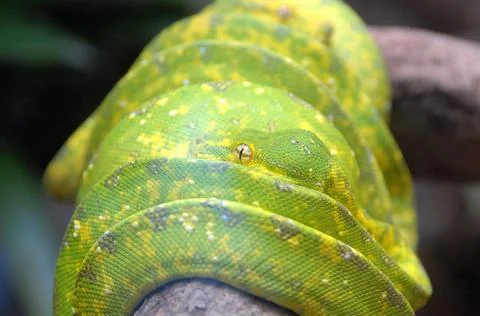 Hungary Green Tree Python - Jun 2009 Stock Photos
