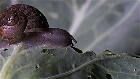 Hungary snail  eating Stock Footage 83134250