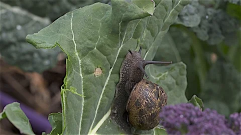 Hungary snail Stock Footage 80685587