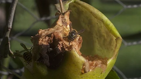 Hungary wasp chews through apple on the tree Stock Footage 90271600