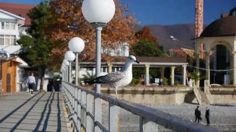 Hunger gull feeding with a piece of bread on the pier Video stock 147275445