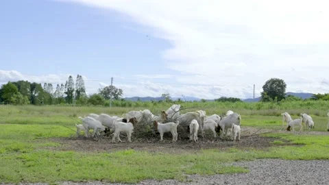 In hunger, a herd of goats devoured the leaves of the trees. Stock Footage 223383907